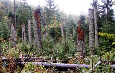 Neuer_Wald.jpg