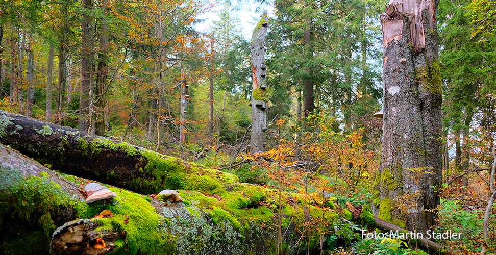 PRO NATIONALPARK - Pro Nationalpark